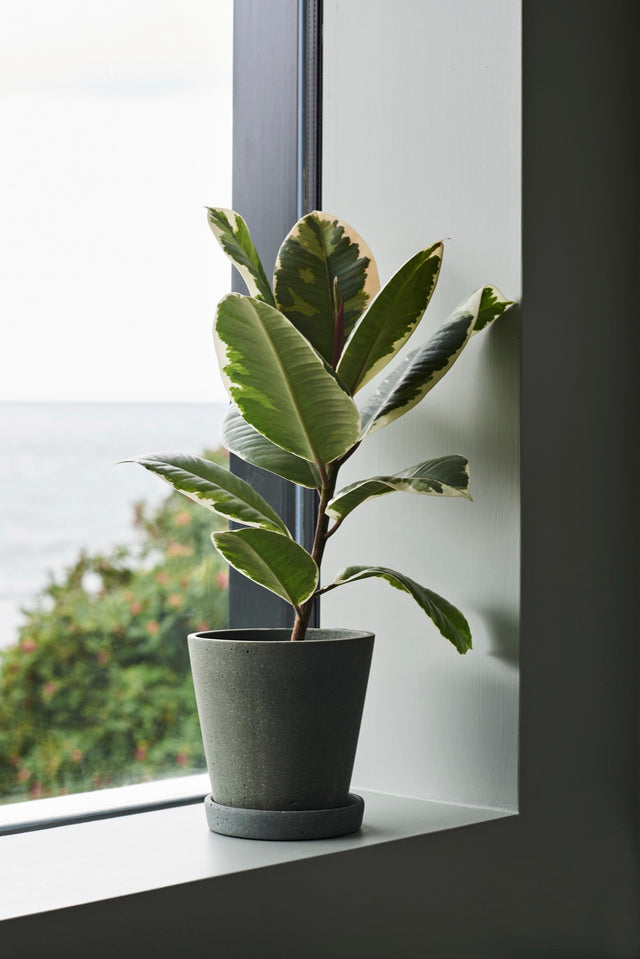 Blumentopf | Flowerpot with Saucer