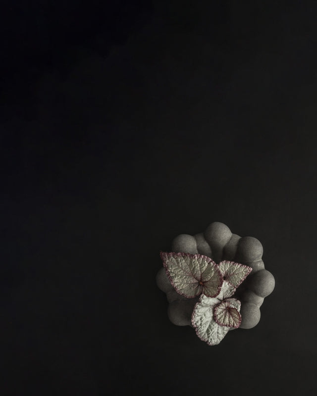 Tray | Bloom Mini